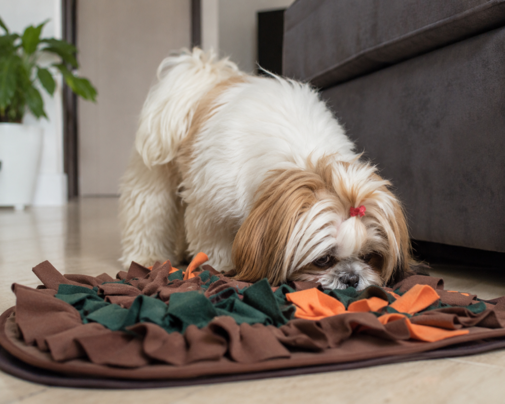 Shih Tzu em Apartamento: Ele se Adapta Bem? (Guia Completo) 3 ChatGPT Image 27 de jul. de 2026 13 28 20